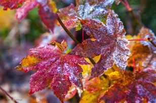 Frost on Maple leaves-4956